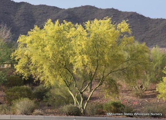 Parkinsonia microphylla Foothill Palo Verde 15 x 15