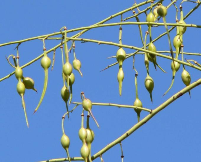 pods are edible Harvest flowers in April and early May,