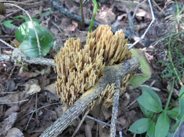 Pluteus lutescens (Yellow-stalked Deer Mushroom) BIRD37072, 20160903-5, 5a & 5b. Psathyrella megaspora (Big-spored Psathyrella) 20140913-14 & 14a. P. uliginicola (Bog Psathyrella) 20160709-3 & 3a.