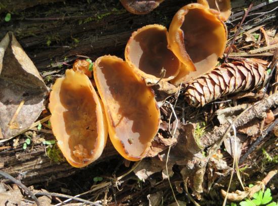 Otidea alutacea (Ear-like Fungus) 20140614-6; 20140621-7; BIRD36598, 20150613-9 & 9a; 20150620-3. O.