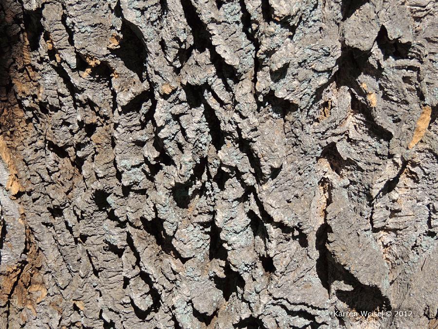 Bark: Description: The mature bark is ash gray and deeply ridged and furrowed creating a corklike bark.
