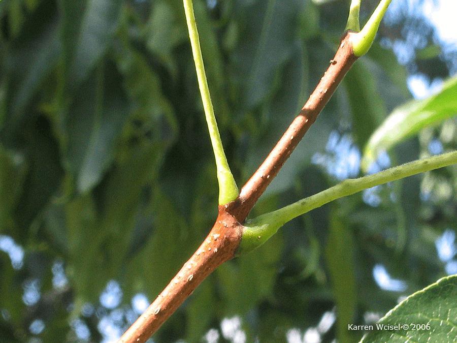 Branch/Twig: Description: The older stems turn brown.