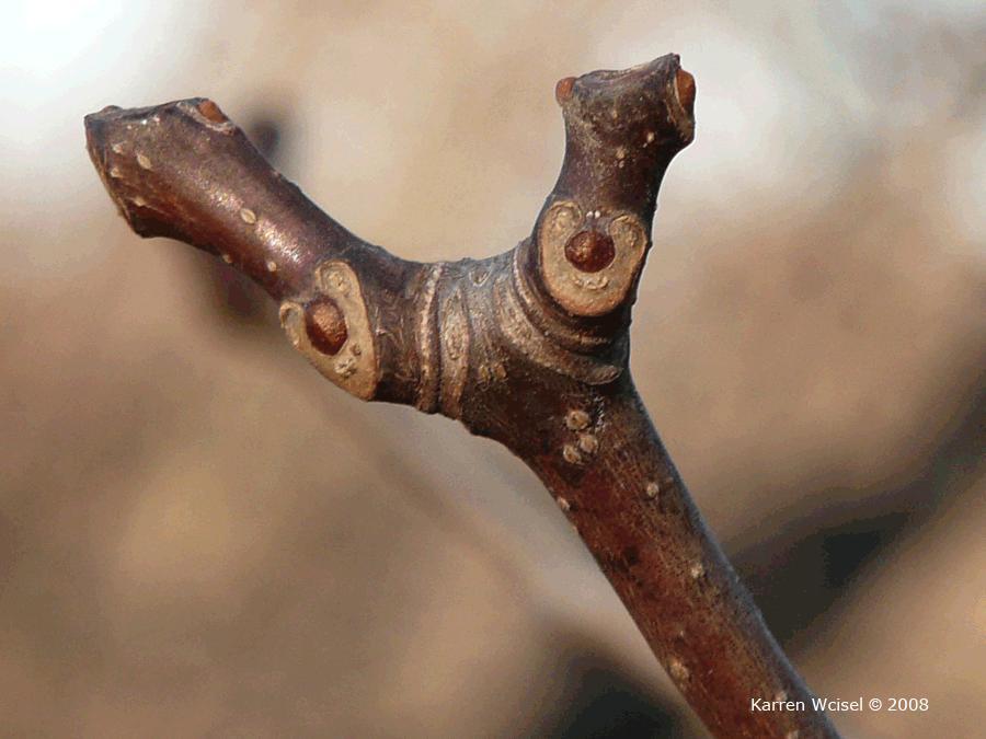 This creates a horseshoe shaped leaf scar. Image Date: September 6, 2012 Image File Name: amur_cork_tree_4863.
