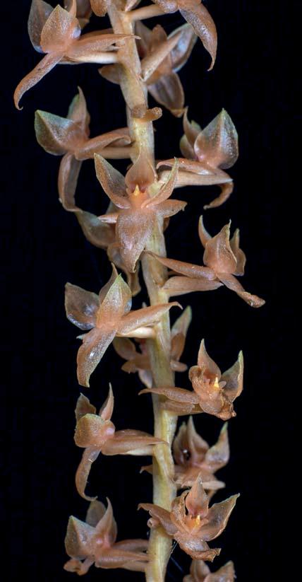 OrchideenJournal Internet Vol. 6 2 Dendrochilum charisae flowers Dendrochilum charisae diameter. Pollinia: two, paired, about 0.15 mm long by 0.1 mm wide, clavate.