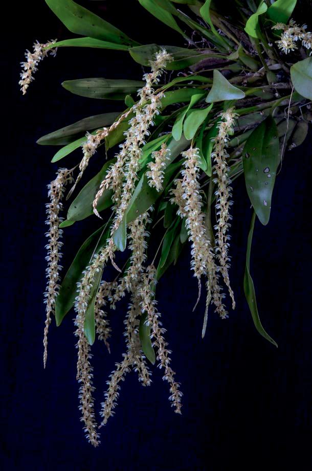 Habitat and Distribution: Dendrochilum charisae is found in shady, mossy dipterocarp forests in Bukidnon Province, at 1,300 metres above sea level. Etymology: The specific epithet honors Charisma A.