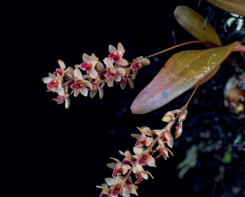 Internet Vol. 6 2 OrchideenJournal Dendrochilum perrineae inflorescence by 0.7 mm wide; stelidia acute-acuminate, about 0.15 mm long; column foot rectangular, 0.20 mm long by 0.20 mm wide.