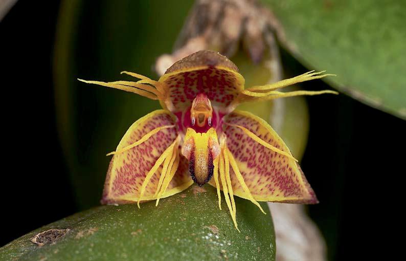 Internet Vol. 6 2 OrchideenJournal ishampeliae which bears a single, downward-pointing tooth, whereas the column of Bulb. stenomeris bears two, downward-pointing teeth.