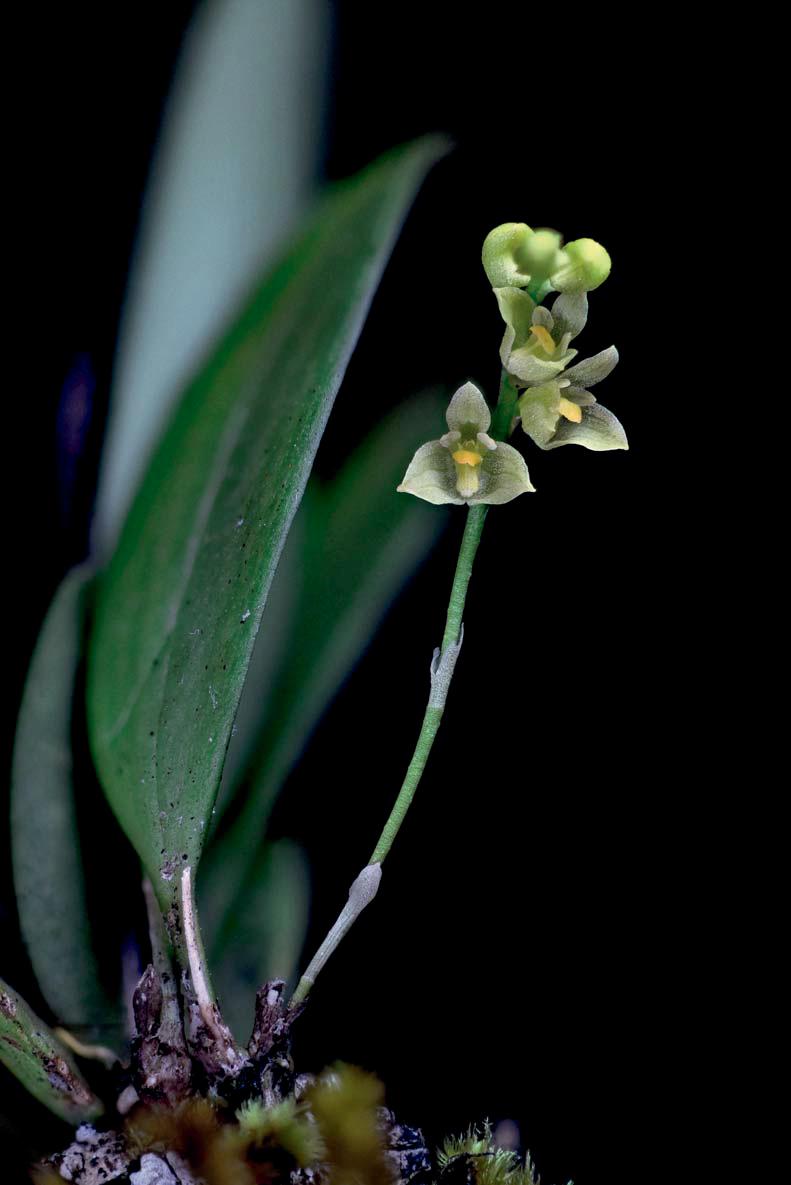 OrchideenJournal Internet Vol. 6 2 Comparison: Bulbophyllum puberulosum is most similar to Bulb. crassiusculum Cabactulan, Cootes, M.D.