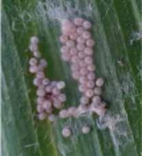 Gebruik insekdoders terwyl wurms in die vroeë instar-stadiums is (< 1cm lank).