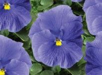 Early bloomer. Henry lll Blue Hardy dwarf Deeper blue than Henry l. Compact habit. Henry lll Pink Hardy dwarf Super dark purple double flower.
