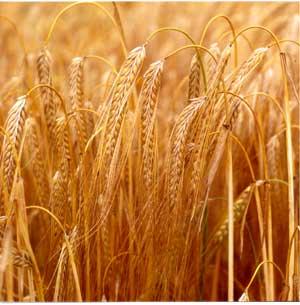 PRIMARY INGREDIENTS OF BEER Malted Barley base ingredient of
