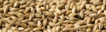 ALE MALT BASE ALSO KNOWN AS: Marris Otter and Pale Ale Malt Our Ale Malt is grown from plump, low protein Autumn barley varieties and is one of our most popular base malts.