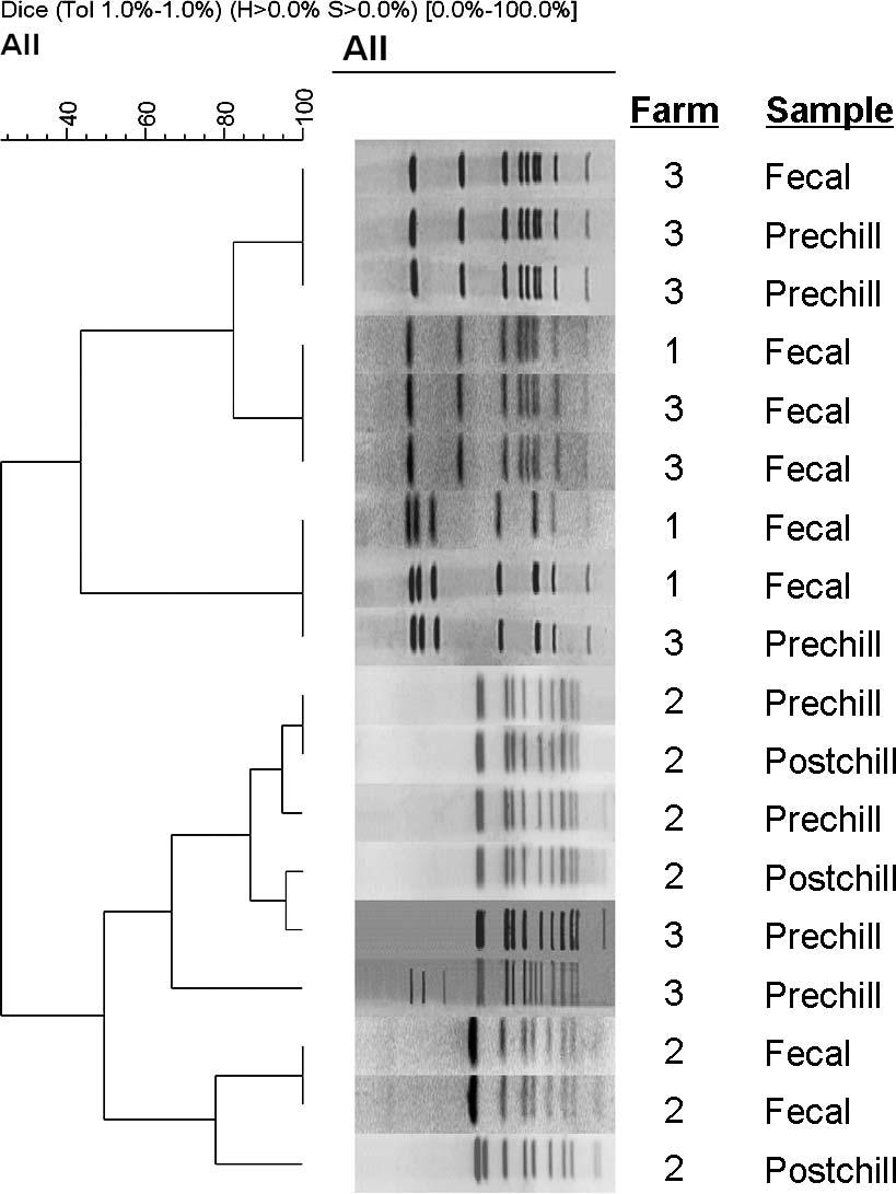 2552 POTTURI-VENKATA ET AL. J. Food Prot., Vol. 70, No. 11 FIGURE 2. Diversity of PFGE profiles of C. jejuni isolates collected from three farms that were processed on the same day.