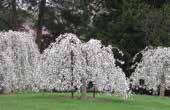 Light pink blooms. SERRULATA MT FUJI MT. FUJI CHERRY Code: 4475 Height: 5m Spread: 7m Vigorous and low-growing with horizontal branching. White flowering in early to mid-april.