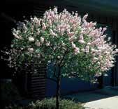 SHADE & FLOWERING TREES SUBHIRTELLA PENDULA X CISTENA STD WEEPING HIGAN CHERRY [PINK] Code: 4483 Height: 7m Spread: 8m A graceful weeping cherry, oriental in appearance.