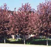 With wavy cupped green leaves. Code: 0054 Height: 13m Spread: 8m Foliage has a leathery texture. Masses of blooms. Excellent street tree.