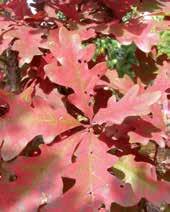 Disease resistant and hardy. QUERCUS ALBA ALBA WHITE OAK Code: 1699 Height: 20m Spread: 20m A strong disease resistant tree. Purplish-red fall colour.