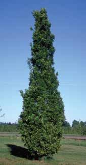 PALUSTRIS PRINGREEN PP9093 GREEN PILLAR PIN OAK Code: 1695 Height: 23m Spread: 6m Narrow branching with dense foliage.