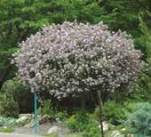 WATERDOWN 905.689.7433 SYRINGA BAILBELLE STD PP12294 TINKERBELLE LILAC STD. Code: 1019 Height: 2m Spread: 1.5m Spicy fragrance. Wine-red buds open to single pink blooms.