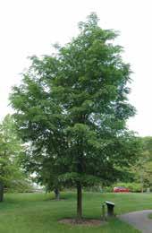 X EUCHLORA CRIMEAN LINDEN Code: 4865 Height: 15m Spread: 8m Shape: Pyramid A good street/specimen tree. Slightly pendulous branches. Golden-green twigs add winter interest.