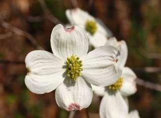 In the spring it displays a four leafed white flower which later turns to bright red berries.