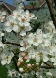 Jack Flowering Pear Pyrus calleryana Jaczam Versatile, vigorous ornamental tree, highly resistant to disease.