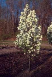 Grows to a height of 15-20 and a spread of 10-12 wide Slow Prefers moist but well drained soils - Ideal specimen for