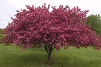 Coralburst Crabapple Malus coralcole This is a breath taking tree.