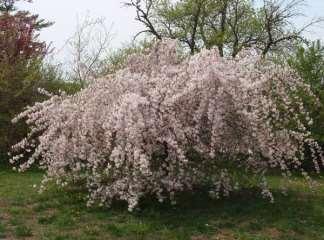 Louisa Crabapple Malus louisa This beautiful weeping tree has single, pink, weeping flowers in spring.