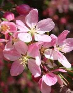 Grows in narrow form so it doesn t take up much room as some other crabapples do. Disease resistant makes it a highly favorable tree.