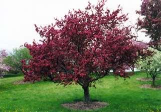 Profusion Crabapple Malus moerlandsii v 1 Make this a strong ornamental point of your landscaping!