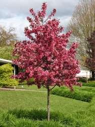 Superior disease resistance, adaptability, plus heat and drought tolerance make this crabapple unique and a crown jewel.