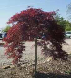 May suffer leaf scorch with excess sun, wind, or drought.