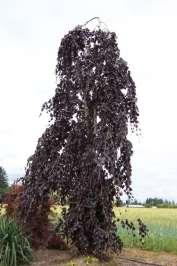 Purple Fountain Beech Fagus sylvatica Round purple leaves cover the cascading branches of this weeping tree. An upright form with a defined trunk gives it a columnar shape. Deciduous by nature.