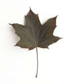 Like most large maples, it is shallow rooted and, combined with its dense canopy of leaves, a strong competitor for other