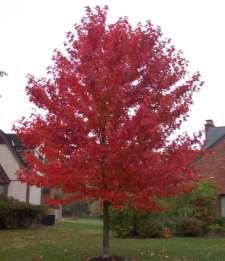 Retaining an attractive gloss all season long, the red maples are known for their vibrant leaves which change from a deep green to fire engine red during the fall.