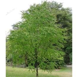 moist, but draining, soils - Richly colored, heart shaped leaves make this an eye catching tree