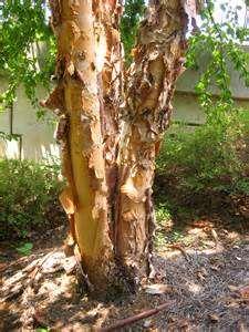 The bark of younger trees is pinkish to reddish brown. When older it is shaggy and silvergray to black.