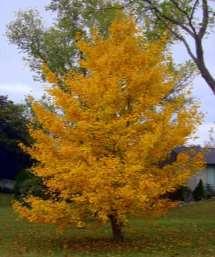 Ginkgo Ginkgo biloba An unusual ornamental tree famous for its interesting leaf shape and vibrant foliage.