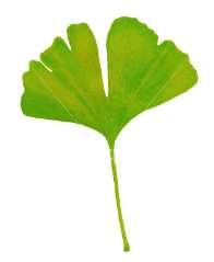 Because it does not bear fruit, the male Ginkgo also does not emit the terrible smell that the female variety is renowned for.