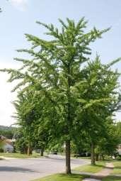 Grows to a height of 40-70 and a spread of 30-40 wide Fast Full sun to partial shade Widely adaptable - Unique bilobed leaf changes from