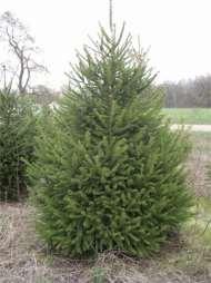 Norway Spruce Picea abies The Norway Spruce is one of the fastest growing of all the spruces. As the tree grows older, the side branches become horizontal, turning upward at the tip.