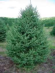 White Spruce Picea glauca White spruce are a medium-sized conifer that have a cone shaped crown and blunt tipped, blueishgreen needles.