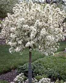Lollipop Crabapple Malus lollizam A small, uniform tree with a compact, rounded crown.