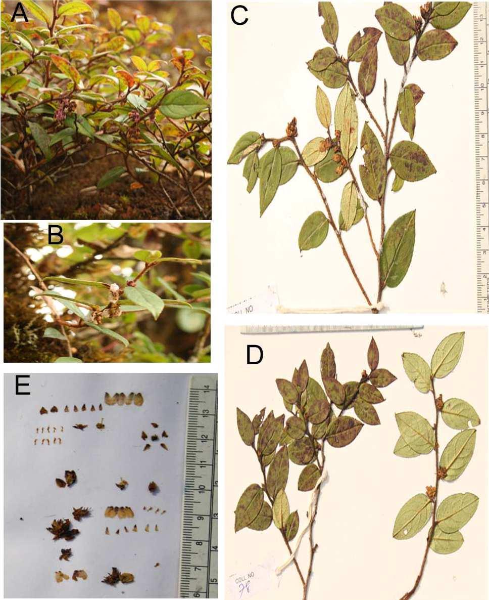 Panda, Reveal, and Sanjappa: Reduction of Diplycosia indica to Gaultheria akaensis 5 Figure 3.