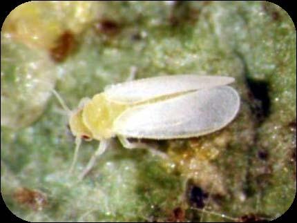 Whiteflies Approximately 75 species of whiteflies in Florida.