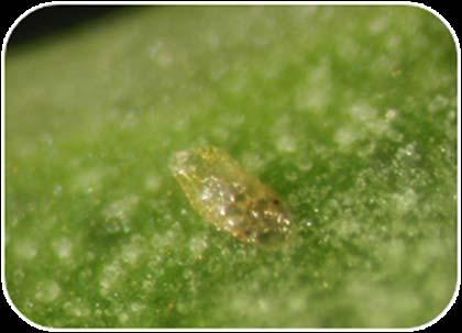 th instar puparia (5.