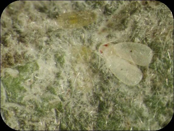Cardin s Whitefly Metaleurodicus cardini Been in Florida since 1917 Recent