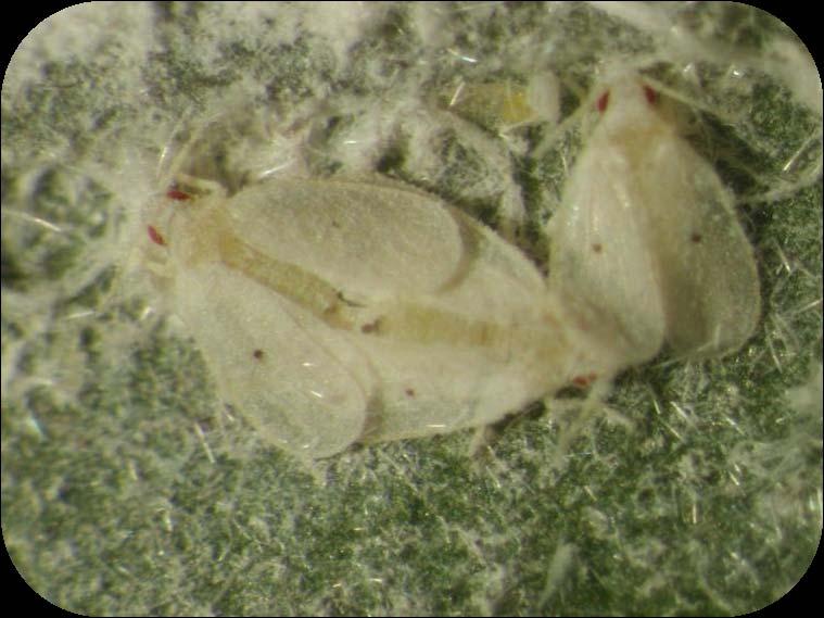 Cardin s Whitefly The adult is distinguished