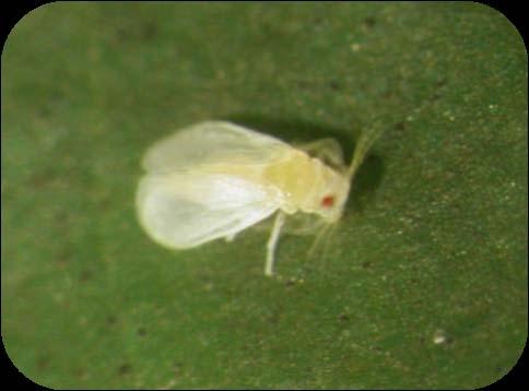 Dialeurodes schefflerae Newly described whitefly species Consistently the most prevalent